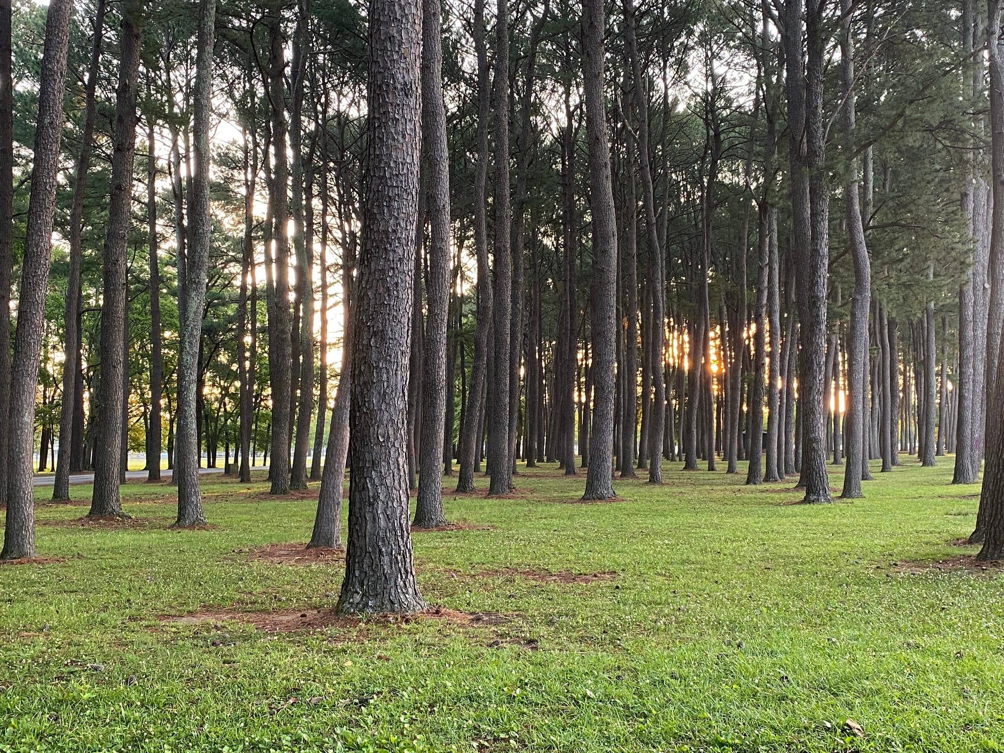 The Renaissance Life