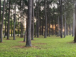 The Renaissance Life